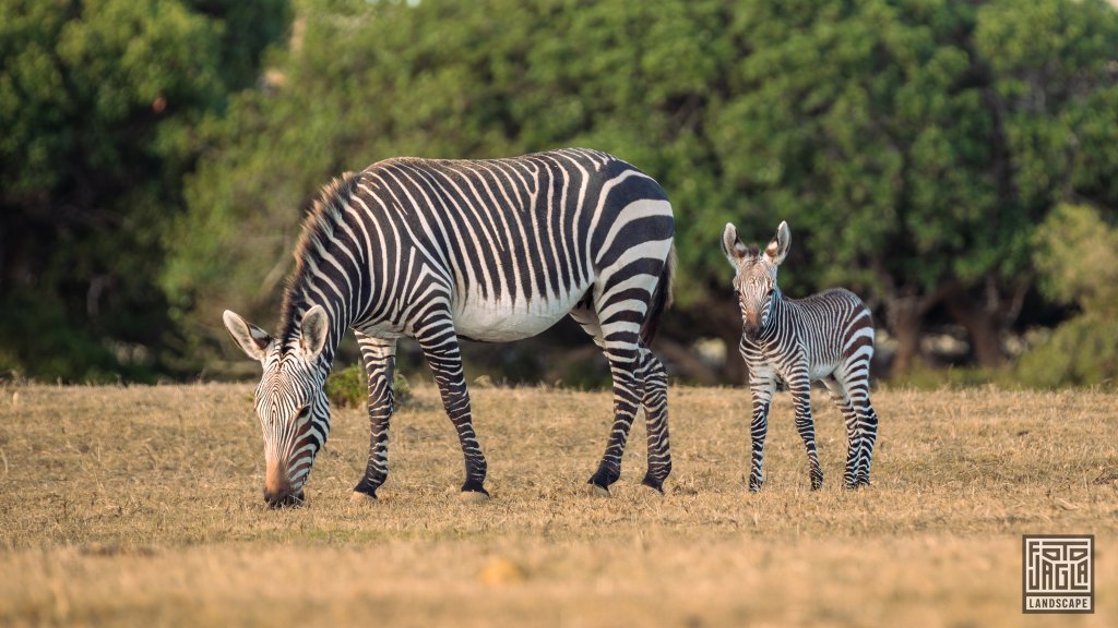 Ein kleines Baby-Zebra mit Mutter
De Hoop Nature Reserve
Sdafrika