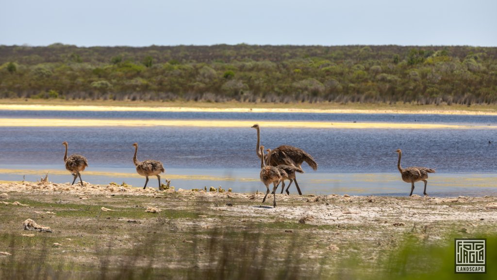 Baby-Strue
De Hoop Nature Reserve
Sdafrika