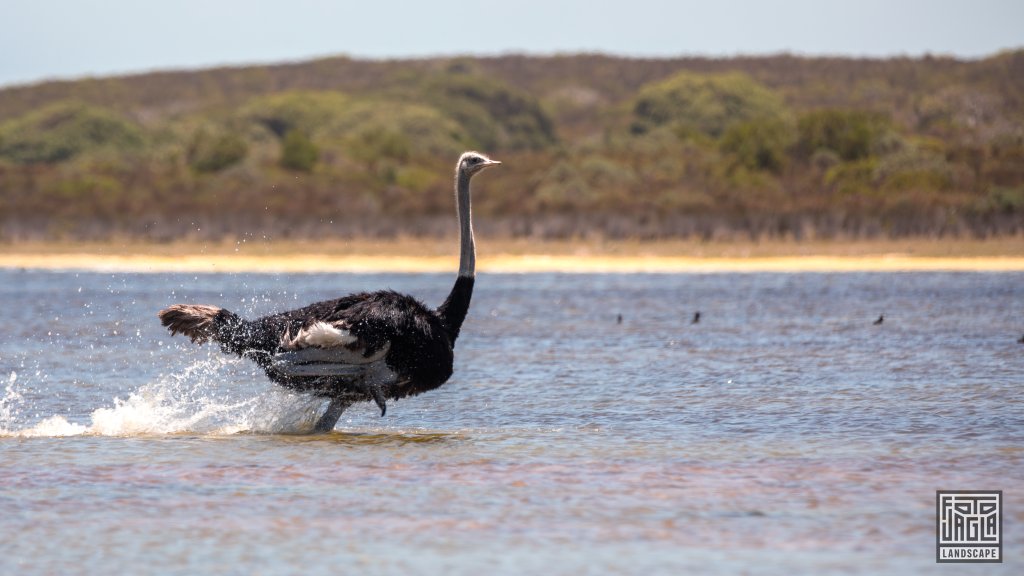 Vogelstrau rennt durch das Wasser
De Hoop Nature Reserve
Sdafrika