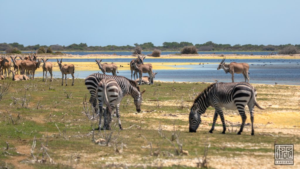 Zebras und Antilopen an einem riesigen Wasserloch
De Hoop Nature Reserve
Sdafrika