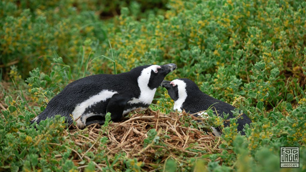 Pinguin Kolonie
Stony Point Nature Reserve
Sdafrika