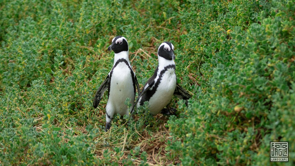 Pinguin Kolonie
Stony Point Nature Reserve
Sdafrika