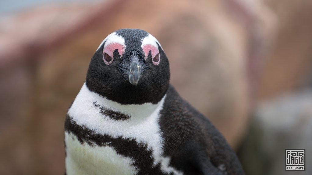 Pinguin Kolonie
Stony Point Nature Reserve
Sdafrika