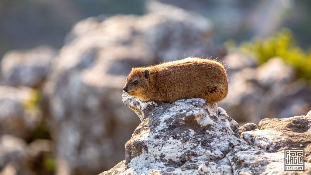 Klippschliefer (Procavia Capensis, 