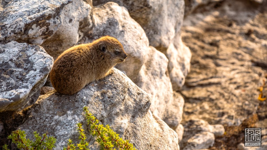 Klippschliefer (Procavia Capensis, 