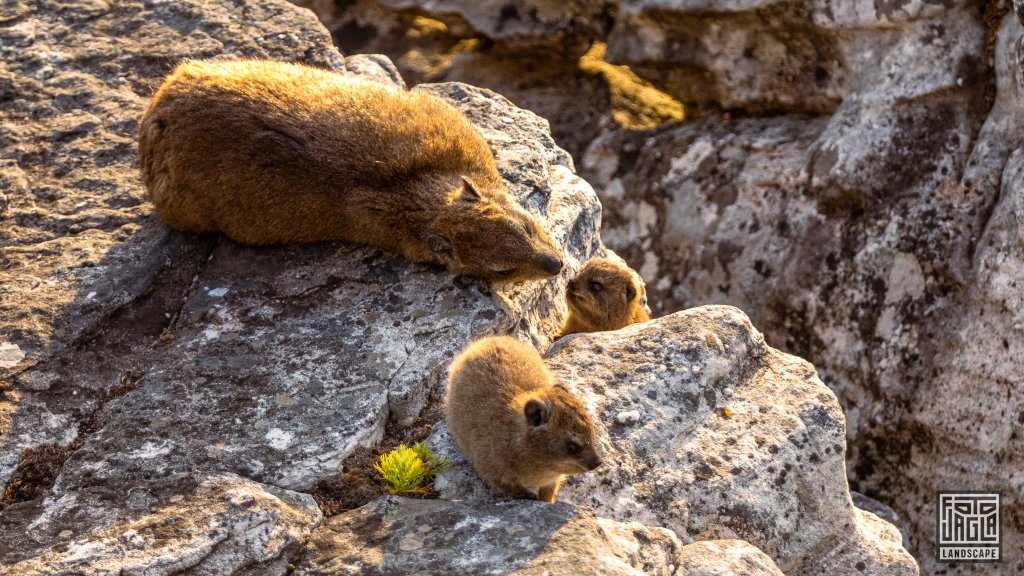 Baby-Klippschliefer (Procavia Capensis, 