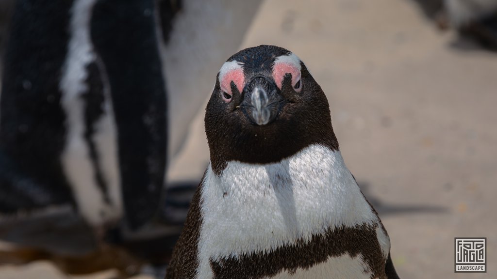 Pinguin Kolonie
Boulders Beach in Simon's Town
Sdafrika