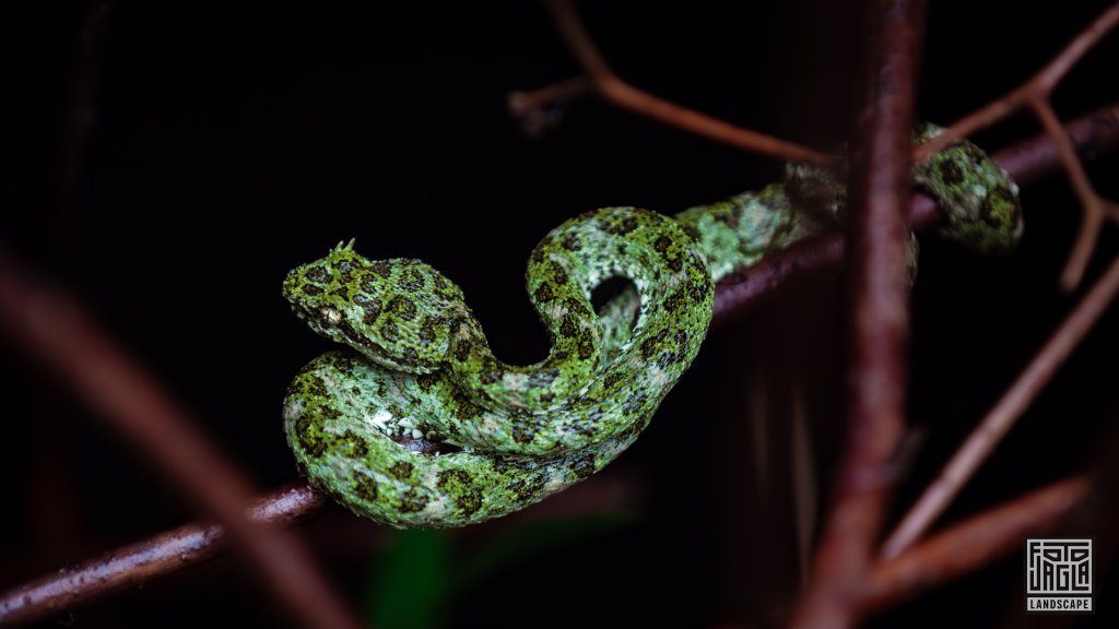 Eine kleine Schlange auf dem Weg zum Rio Celeste
Region Upala
Costa Rica