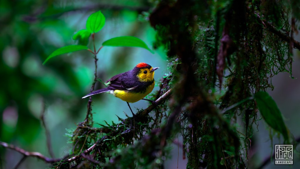 Halsband-Walds�nger (Myioborus torquatus) Vogel
Collared Redstart Bird
Costa Rica
