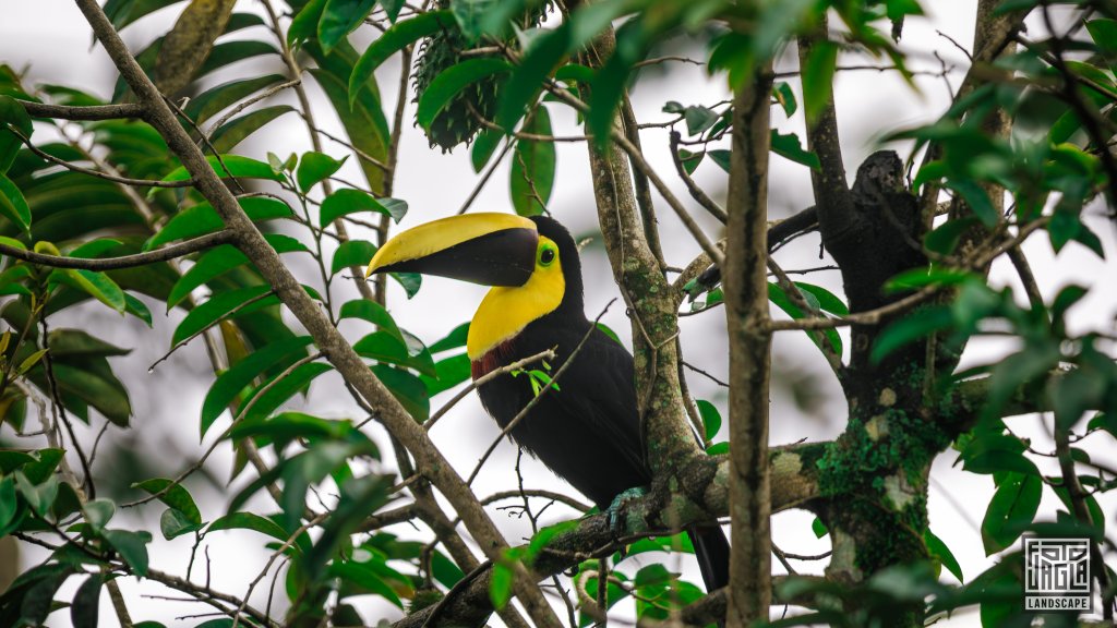 Goldkehltukan (Ramphastos ambiguus)
Sloth's Territory in La Fortuna
Costa Rica