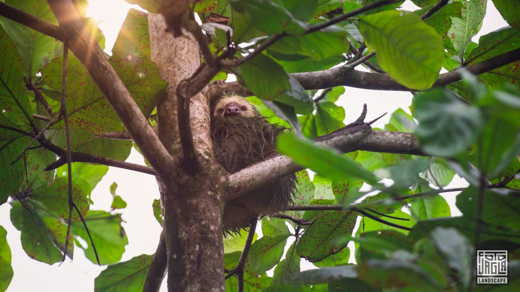 Faultier
Sloth's Territory in La Fortuna
Costa Rica