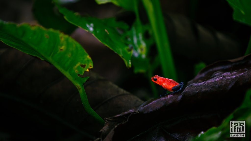 Erdbeerfrosch (Oophaga pumilio)
Familie der Baumsteigerfr�sche (Dendrobatidae)
Costa Rica