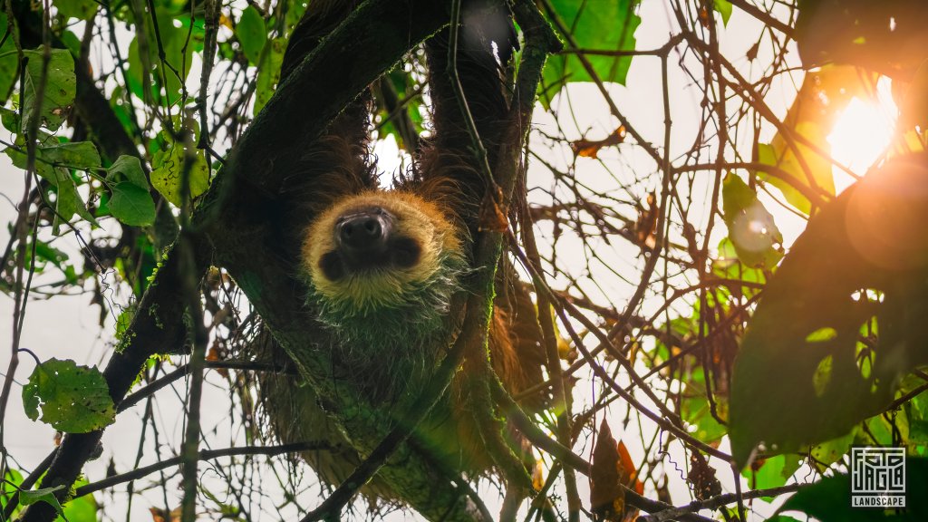 Faultier
Sloth's Territory in La Fortuna
Costa Rica