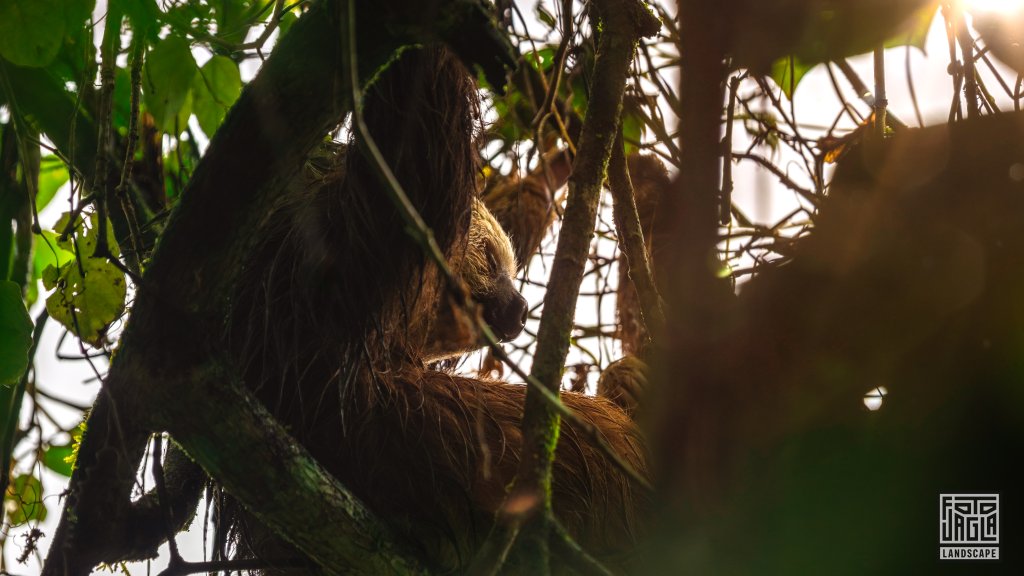 Faultier
Sloth's Territory in La Fortuna
Costa Rica