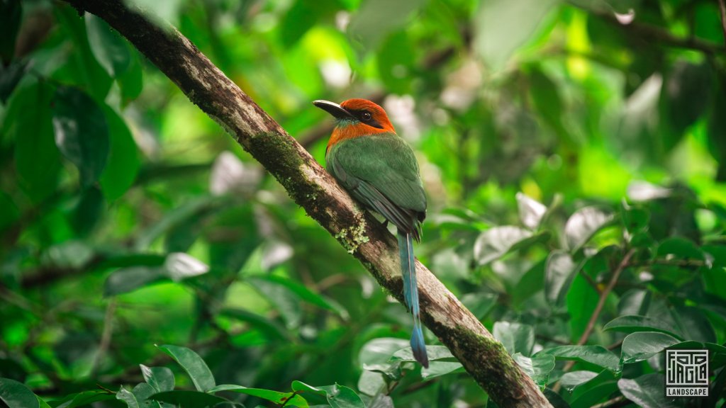 Plattschnabel-Motmot (Electron platyrhynchum)
Broad-billed motmot
Costa Rica