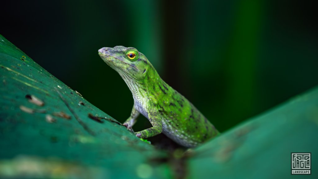 Neotropischer Gr�ner Anolis (Anolis biporcatus)
Riesen-Gr�n-Anolis, gr�ne Eidechse
Costa Rica