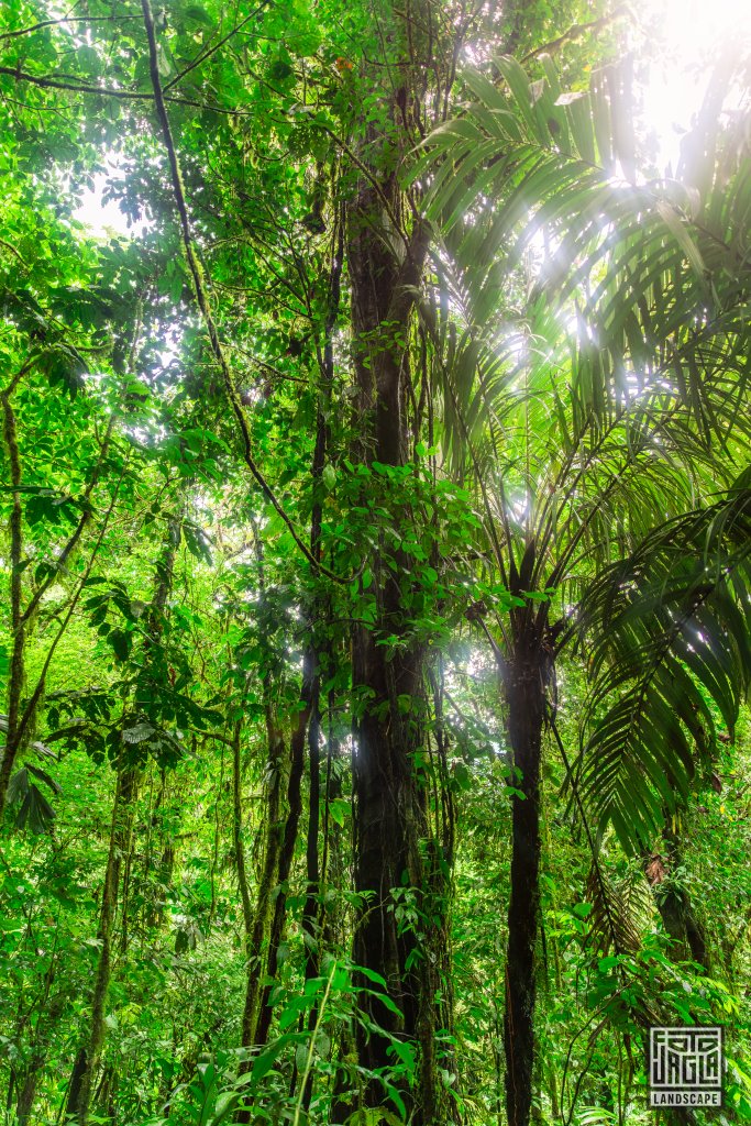 Mistico Park
Puentes Colgantes Arenal
Costa Rica