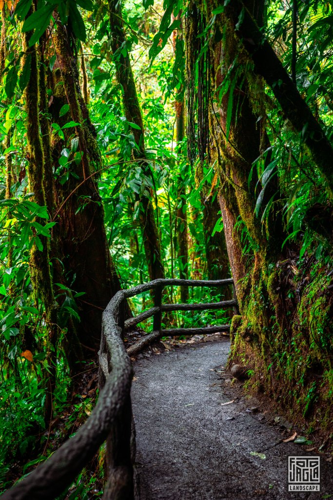 Sch�ner Weg im Mistico Park
Puentes Colgantes Arenal
Costa Rica