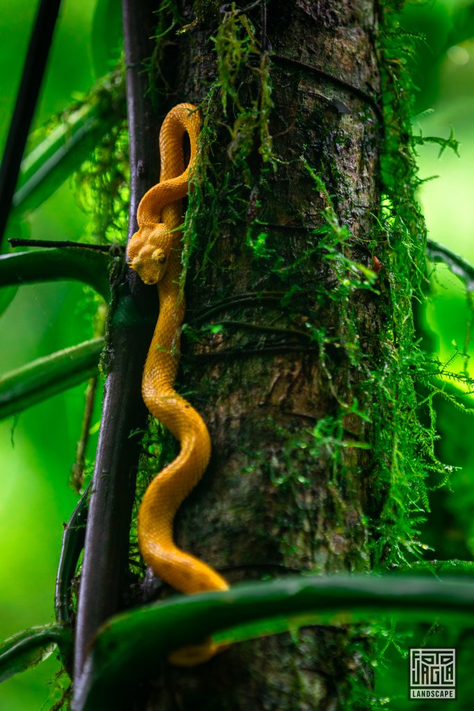 Gelbe Wimpernviper (Bothriechis schlegelii)
Giftige Grubenotter im Regenwald
Costa Rica
