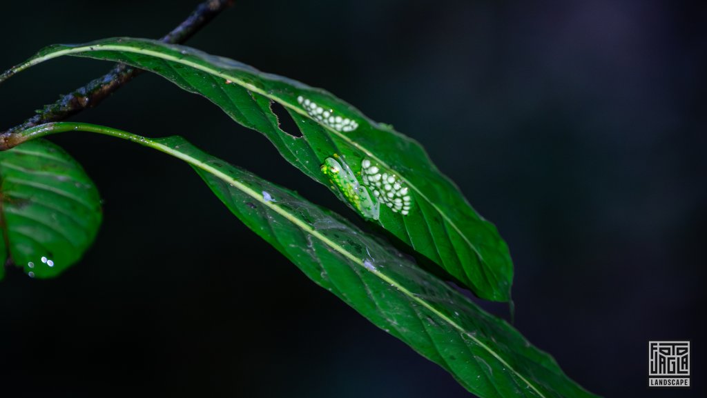 Netzglasfrosch (Hyalinobatrachium valerioi) im Mistico Park
Puentes Colgantes Arenal
Costa Rica