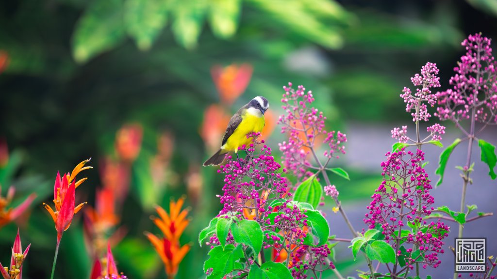 Schwefelmaskentyrann (Pitangus sulphuratus)
Sperlingsvogel (gro�e Kiskadee)
Costa Rica
