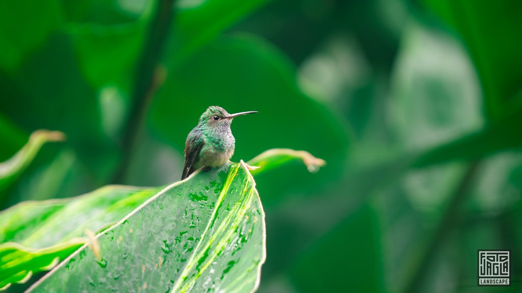 Gr�namazilie (Saucerottia saucerottei)
Familie der Kolibris (Trochilidae)
Costa Rica