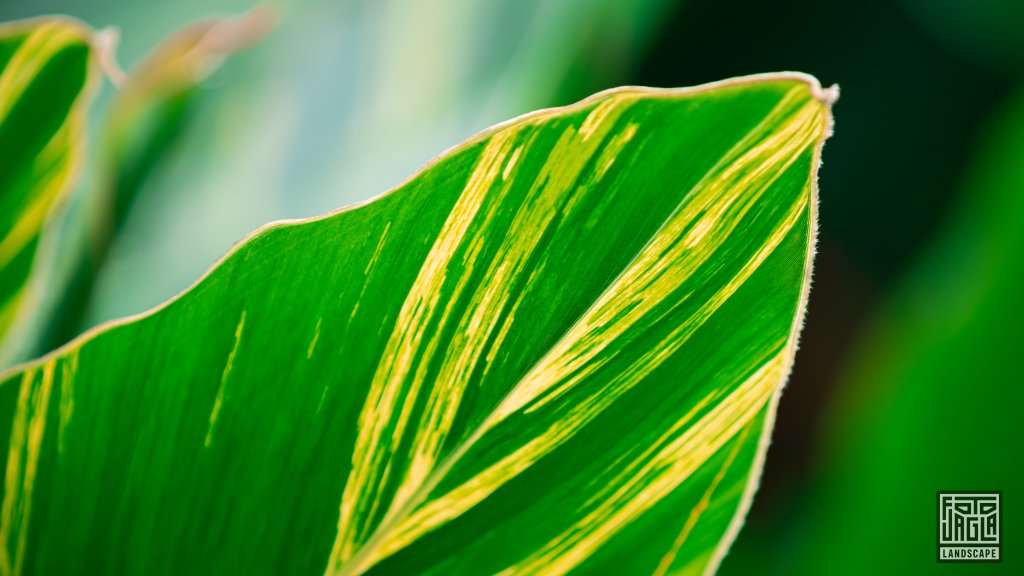 Naturfotografie
Pflanzenwelt
Costa Rica