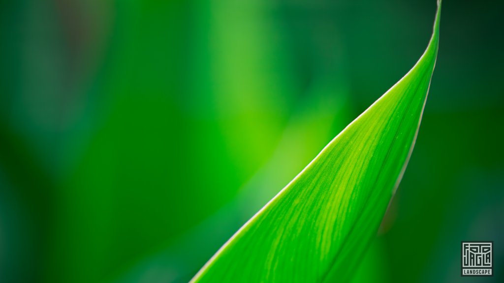 Naturfotografie
Pflanzenwelt
Costa Rica