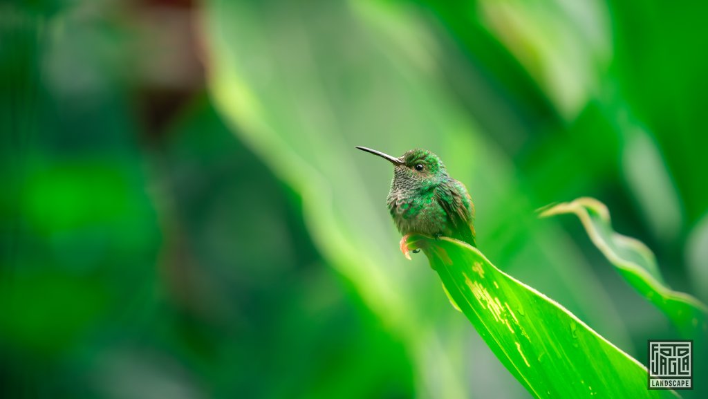 Gr�namazilie (Saucerottia saucerottei)
Familie der Kolibris (Trochilidae)
Costa Rica