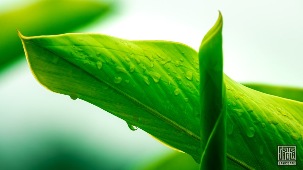 Naturfotografie
Pflanzenwelt
Costa Rica