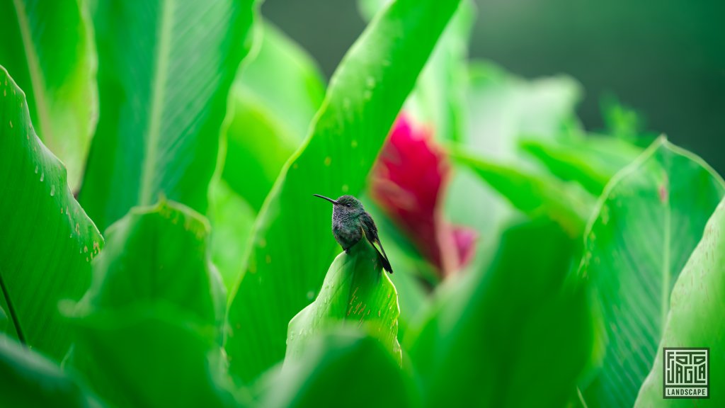 Gr�namazilie (Saucerottia saucerottei)
Familie der Kolibris (Trochilidae)
Costa Rica