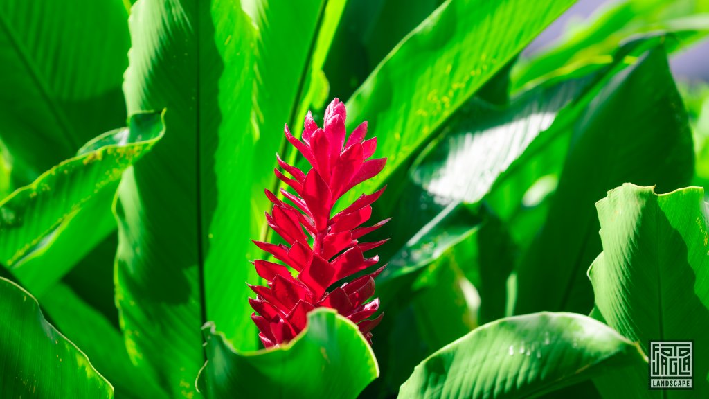 Naturfotografie
Pflanzenwelt
Costa Rica