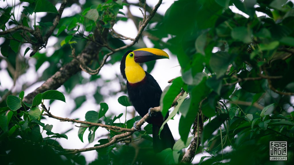 Goldkehltukan (Ramphastos ambiguus)
Costa Rica