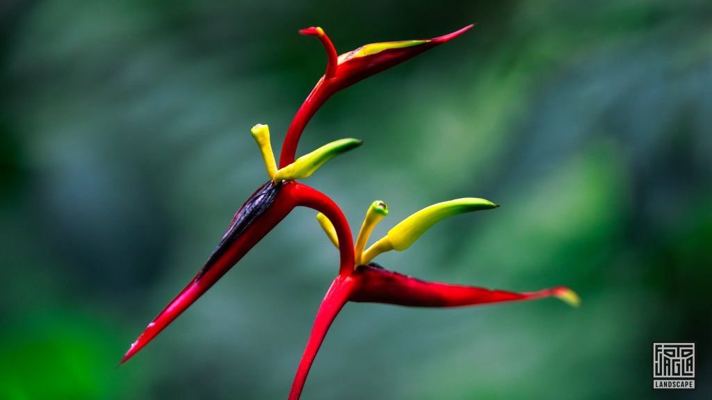 Naturfotografie
Pflanzenwelt
Costa Rica