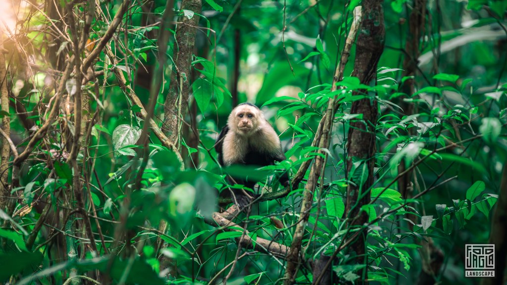 Wei�schulter-Kapuzineraffe (Cebus capucinus)
Cahuita National Park
Costa Rica