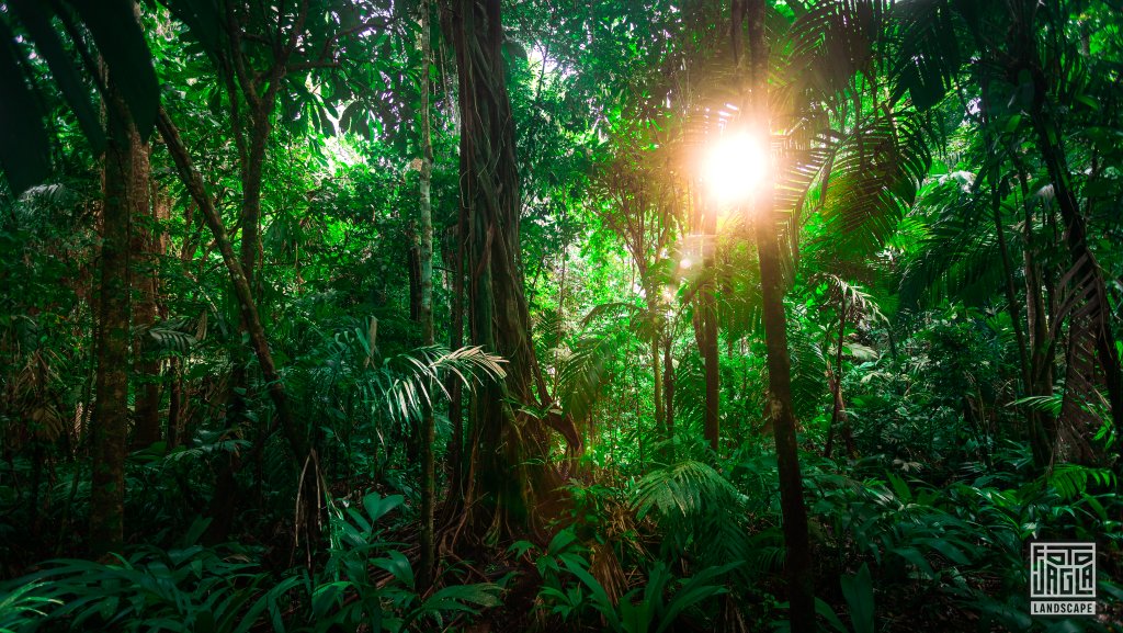 Wundersch�ner Regenwald
Cahuita National Park
Costa Rica