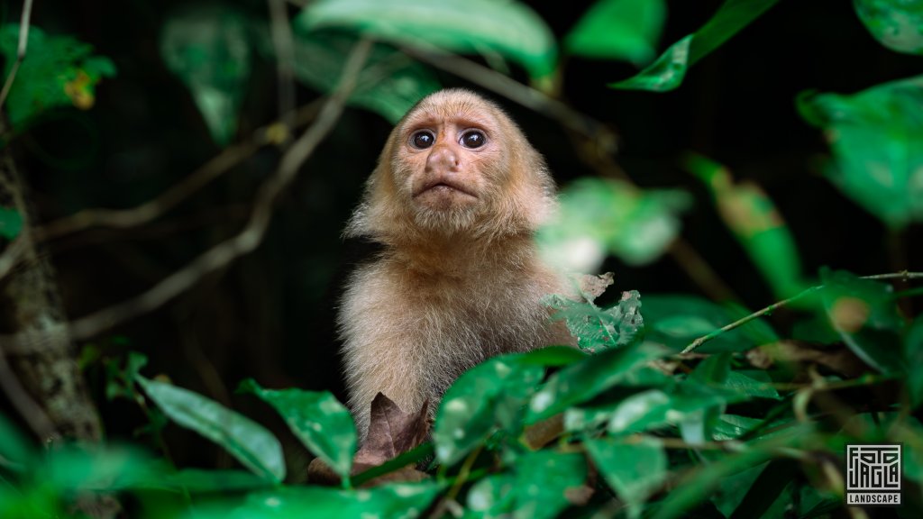 Wei�schulter-Kapuzineraffe (Cebus capucinus)
Cahuita National Park
Costa Rica