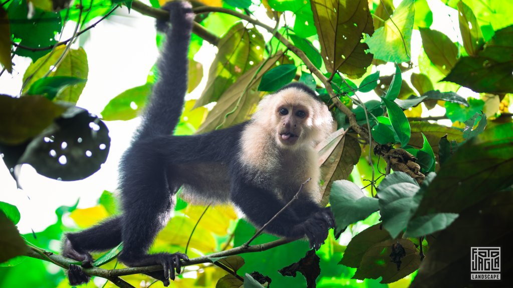 Wei�schulter-Kapuzineraffe (Cebus capucinus)
Cahuita National Park
Costa Rica