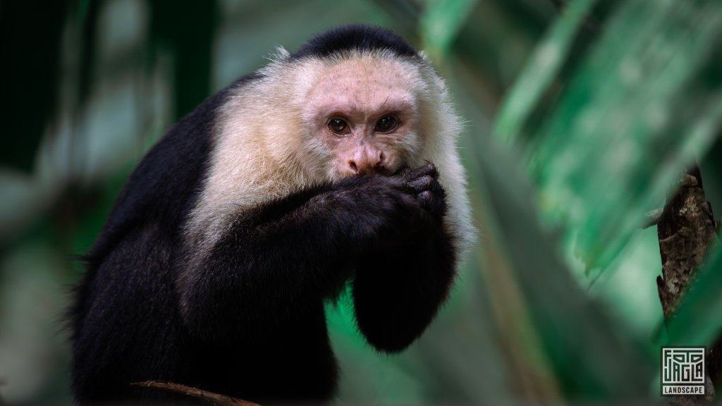 Wei�schulter-Kapuzineraffe (Cebus capucinus)
Cahuita National Park
Costa Rica