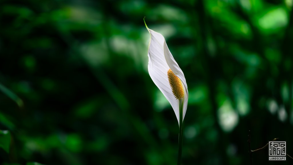 Einblatt oder Friedenslilie (Spathiphyllum montanum)
Cahuita National Park
Costa Rica