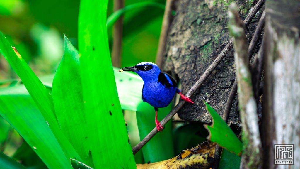 Rotfu�-Zuckervogel (Cyanerpes cyaneus)
Costa Rica
