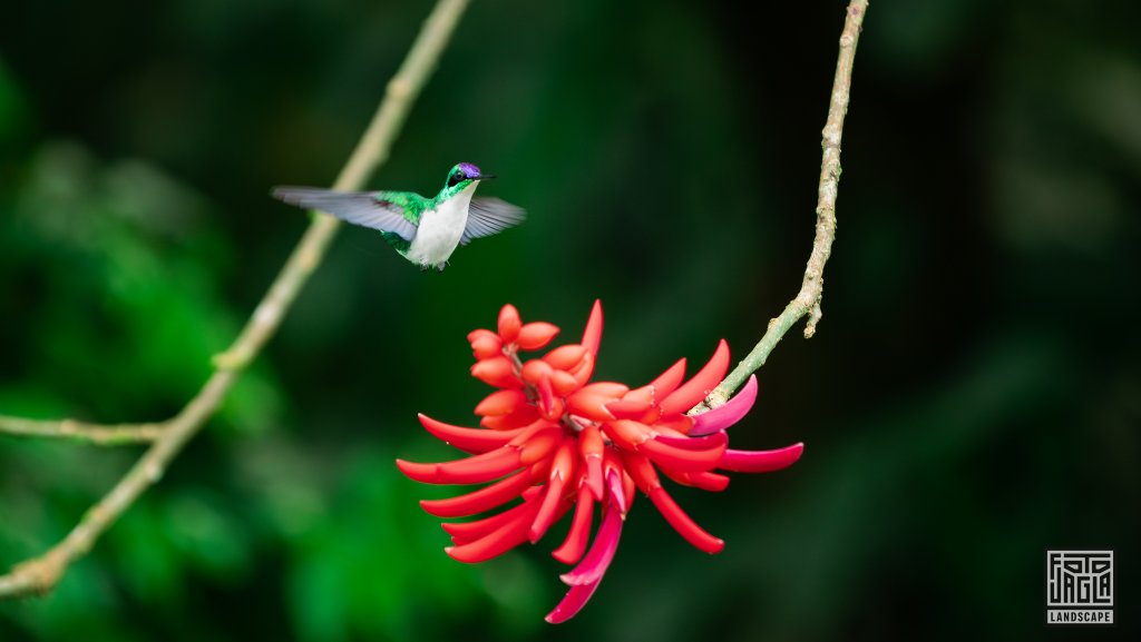 Kolibri an einem korallenroten Bl�tenstand 
Korallenbaum (Erythrina)
Costa Rica
