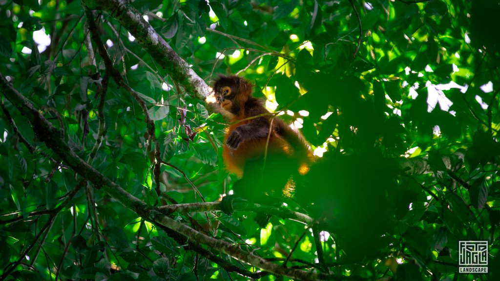 Geoffroy-Klammeraffe (Ateles geoffroyi)
Schwarzhand-Klammeraffe (Familie der Klammerschwanzaffen)
Corcovado National Park, Costa Rica