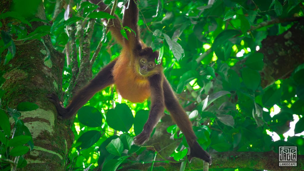 Geoffrey�s Spider Monkey
Geoffroy-Klammeraffe (Ateles geoffroyi)
Corcovado National Park, Costa Rica