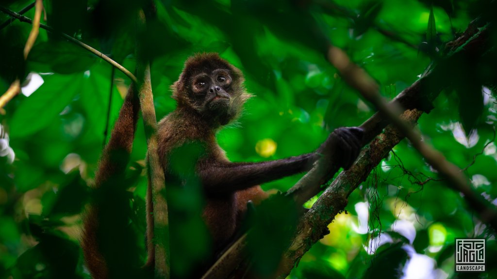 Geoffrey�s Spider Monkey
Geoffroy-Klammeraffe (Ateles geoffroyi)
Corcovado National Park, Costa Rica