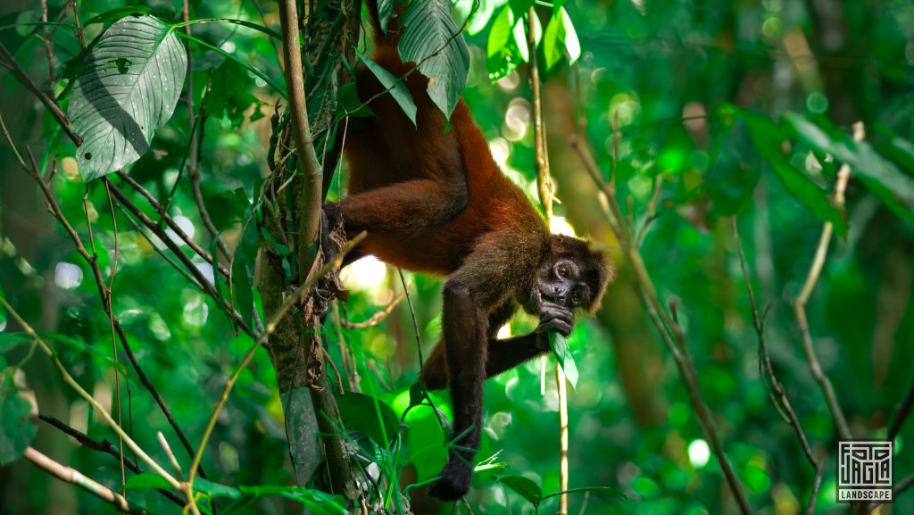 Geoffrey�s Spider Monkey
Geoffroy-Klammeraffe (Ateles geoffroyi)
Corcovado National Park, Costa Rica