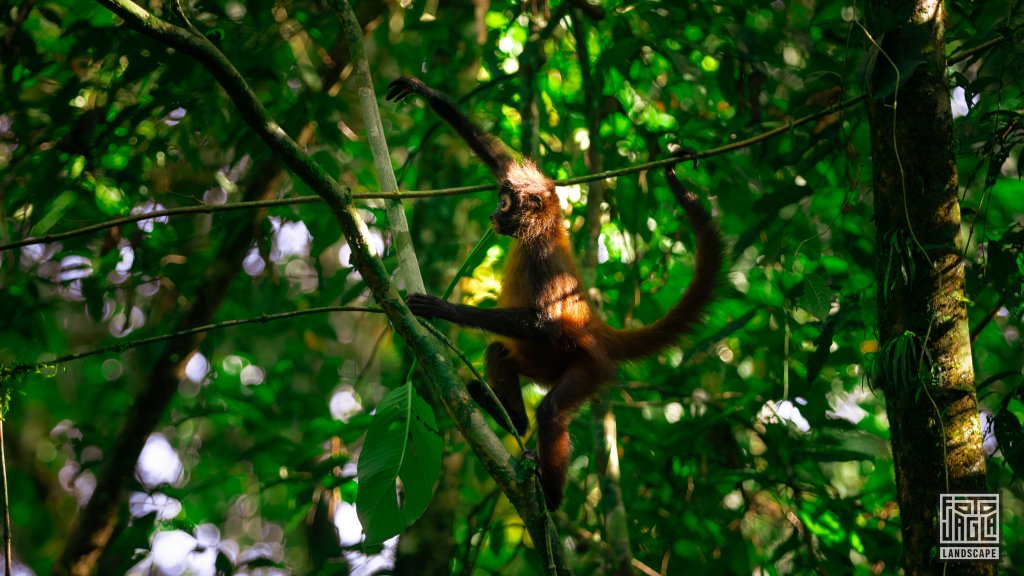Geoffrey�s Spider Monkey
Geoffroy-Klammeraffe (Ateles geoffroyi)
Corcovado National Park, Costa Rica