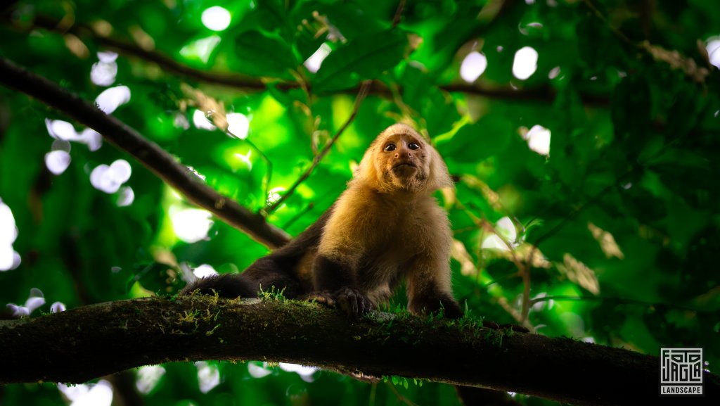 Wei�schulter-Kapuzineraffe (Cebus capucinus)
Corcovado National Park, Costa Rica