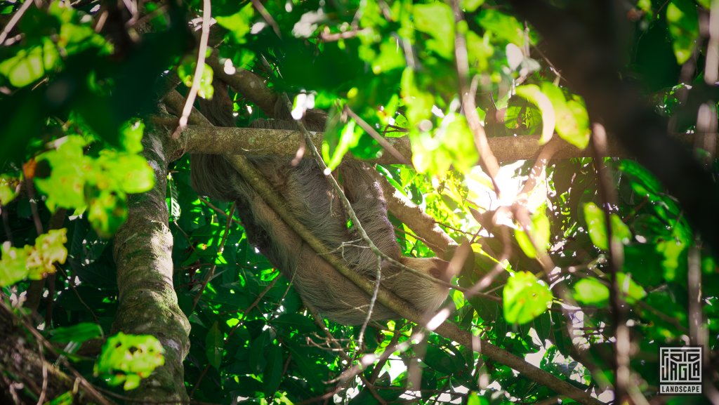 Schlafendes Faultier im Corcovado National Park
Costa Rica, Sirena Ranger Station