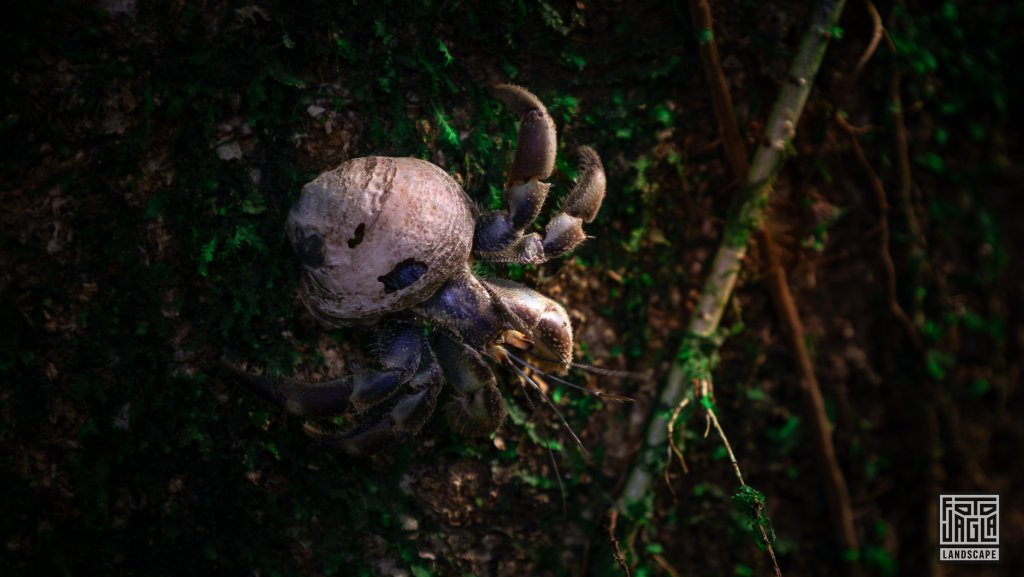 Palmendieb (Birgus latro)
Auch bekannt als Kokusnussr�uber
Corcovado National Park, Costa Rica